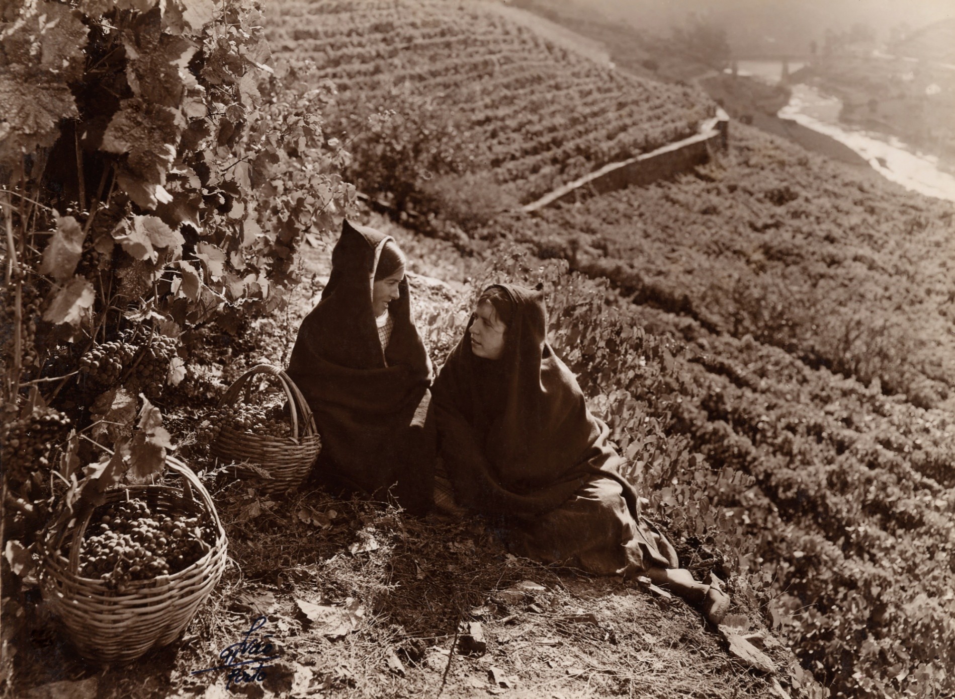 Quinta do Vallado - Adelaide - Imagem 1