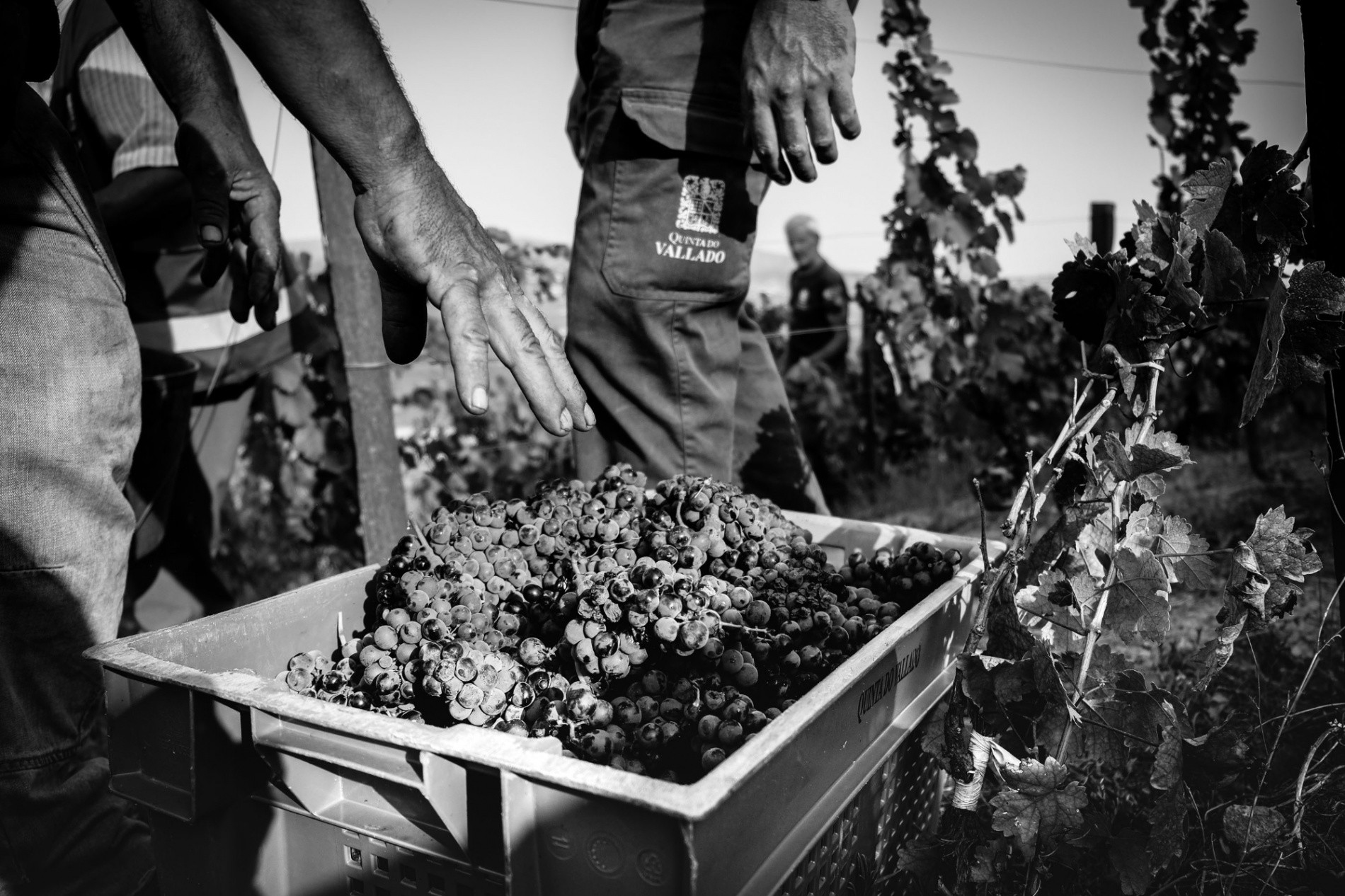 Quinta do Vallado - Adelaide - Vindima no Vallado